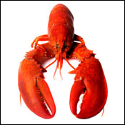 Lobster 