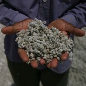 cotton in hands 