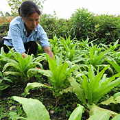 A farmer works her vegetable crop 