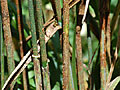 Larger view