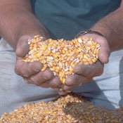 monsanto_corn 