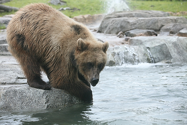 the Minnesota Zoo features