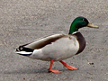 Mallard matrimony