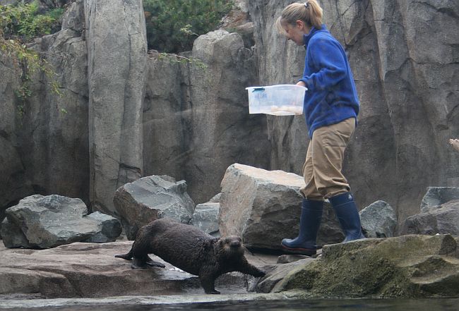 Otters In Minnesota