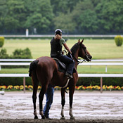 Big Brown and rider Michelle Nevin 