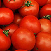 tomato RESIZE 