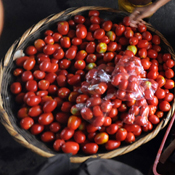 A basket of tomatoes 
