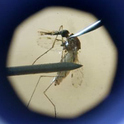 A mosquito placed under a microscope 