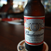 A bottle of Budweiser beer at a bar in NYC 