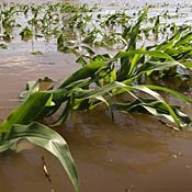 Iowa corn field is submerged in flood water 