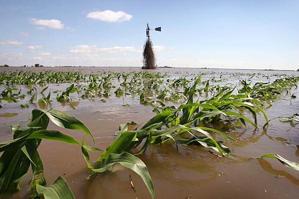 
                A corn field is submerged in flood water near Oakville, Iowa, on June 16, 2008.
                                    (Scott Olson/Getty Images)
                                