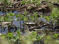 Flood waters swamp fields