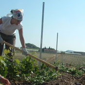 Libera Terra field 