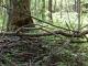 Forest biomass