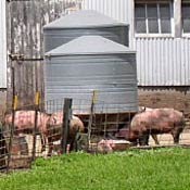 Pigs on an Iowa farm 