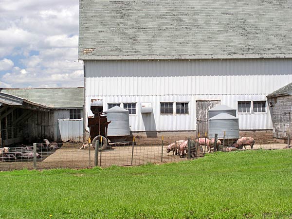 
                Pigs on an Iowa farm
                                    (Robert Kyllo / iStockPhoto)
                                
