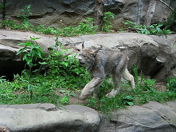 DNR: Wolves, bald eagles no longer endangered; lynx & pocket gopher on