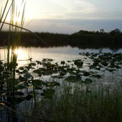 The Florida Everglades 