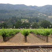 Vineyard in Napa Valley 
