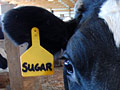Curious cow