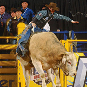 Riding a bull at the rodeo 