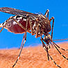 Aedes aegypti