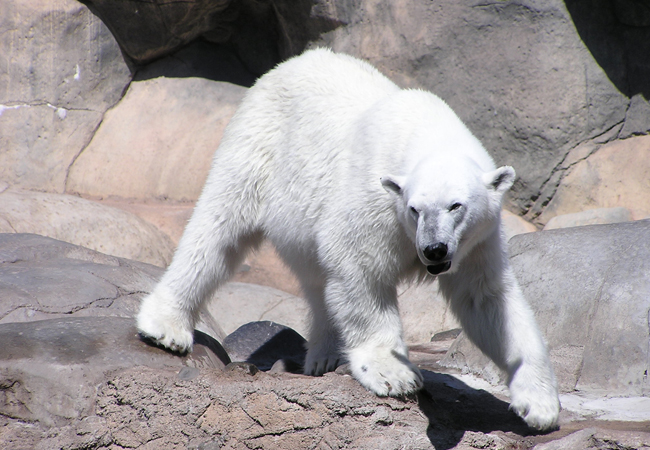 charging polar bear