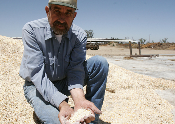 
                Organic dairy farmer Tony Azevedo says high feed costs have pushed his operation into the red.
                                    (Sam Eaton)
                                