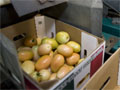 Tomatoes are loaded into boxes