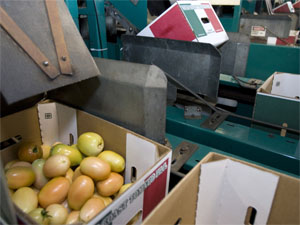 Tomatoes are loaded into boxes at West Coast Tomato June 21, 2008 in Palmetto, Florida. The Food and Drug Administration sent officials to Florida and Mexico to investigate tomato farms as part of a salmonella probe. After weeks of warning consumers against tomatoes, the FDA is still unsure about whether tomatoes are to blame for the salmonella outbreak.