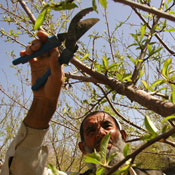 An Afghan farmer prunes his fruit tree 