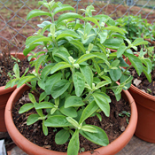 A stevia plant 