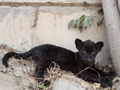 Black jaguar