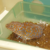 A gecko at UC Berkeley lab 