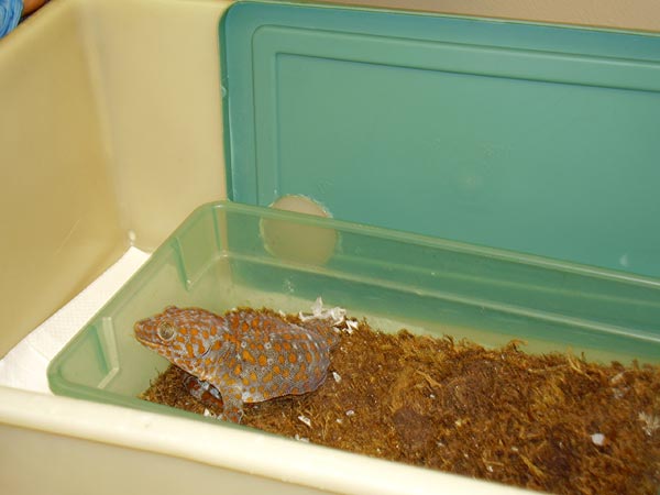 
                A gecko that is inspiring researchers at UC Berkeley
                                    (Janet Babin)
                                