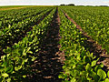 Soybean fields