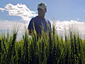 Mortenson's wheat field