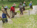 Myanmar women plant rice