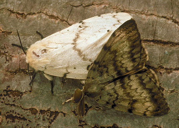 gypsy moth pictures