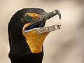 Cormorant