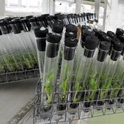 Test tubes for biotech 