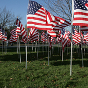 American flags arranged on a lawn 