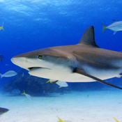 Sharks 