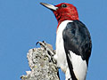 Red-headed woodpecker