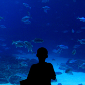 A child looks at fish at the Georgia Aquairum 