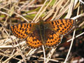 Freija Fritillary