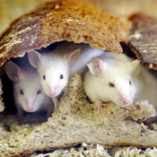 Mice peer out from a loaf of bread. 