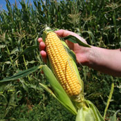 Corn cob held in a cornfield. 