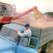 Russian farm workers harvesting grain 