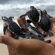 A handful of baby sea turtles 